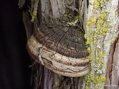 Phellinus arctostaphyli