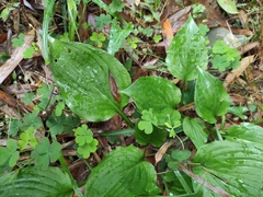 Hosta plantaginea