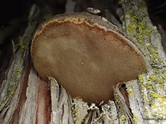 Phellinus arctostaphyli