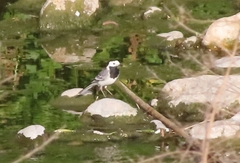 Motacilla alba