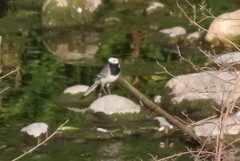 Motacilla alba
