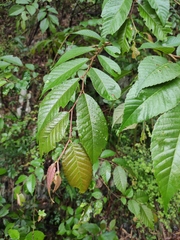 Ulmus changii
