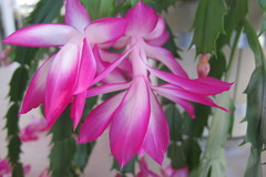 Schlumbergera truncata