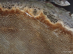 Phellinus arctostaphyli