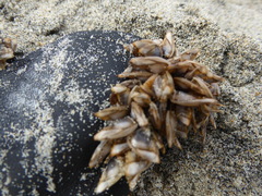 Lepas pacifica
