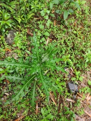 Cirsium japonicum