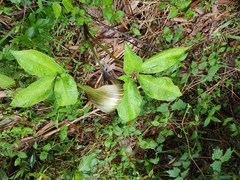 Arisaema bockii