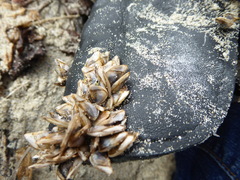 Lepas pacifica