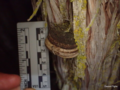 Phellinus arctostaphyli