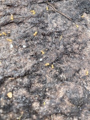 Formicoidea