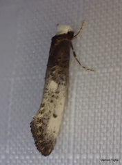 Tinea occidentella