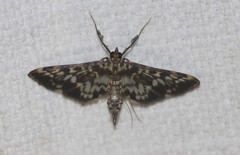 Rhimphalea sceletalis