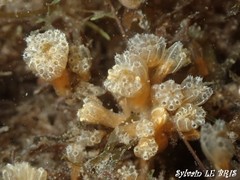 Aplidium turbinatum