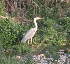 Ardea cinerea