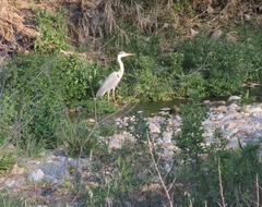 Ardea cinerea