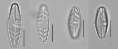 Planothidium lanceolatum