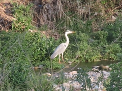 Ardea cinerea