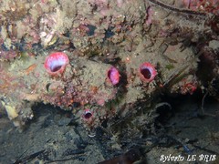 Pyura dura