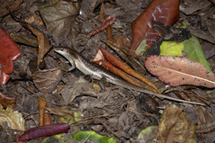 Trachylepis wrightii