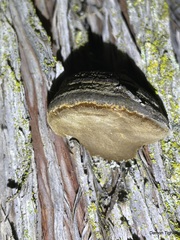 Phellinus arctostaphyli