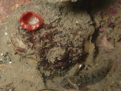 Microcosmus polymorphus