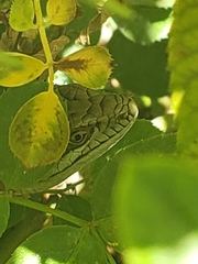Elgaria multicarinata webbii