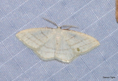 Protitame subalbaria