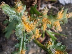 Puccinia lagenophorae