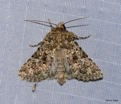 Properigea perolivalis