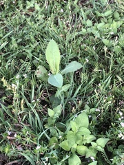 Grindelia adenodonta