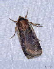 Parabagrotis