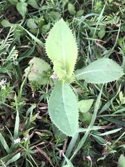 Grindelia adenodonta