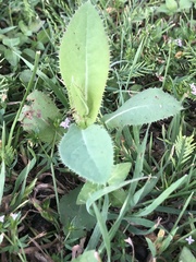 Grindelia adenodonta