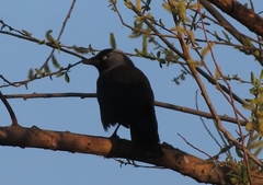 Corvus monedula