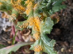 Puccinia lagenophorae