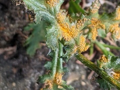 Puccinia lagenophorae