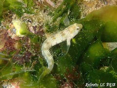 Microlipophrys dalmatinus