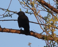 Corvus monedula