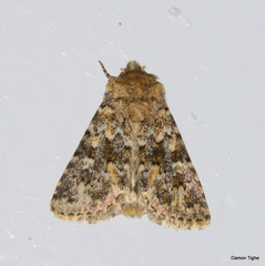 Properigea perolivalis