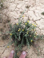 Pentzia globosa