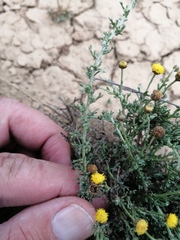 Pentzia globosa