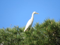 Bubulcus ibis