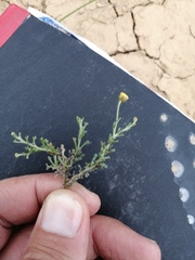 Pentzia globosa