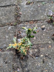 Puccinia lagenophorae