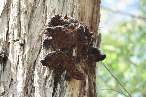 iNaturalist observation photo of Mustard Yellow Polypore