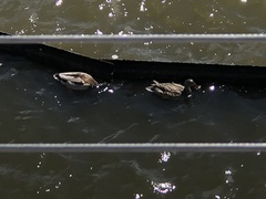 Anas platyrhynchos