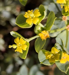 Euphorbia schizoloba