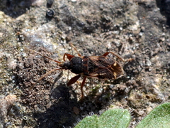 Eremocoris podagricus