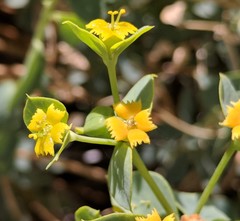 Euphorbia schizoloba