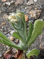 Helichrysum luteoalbum